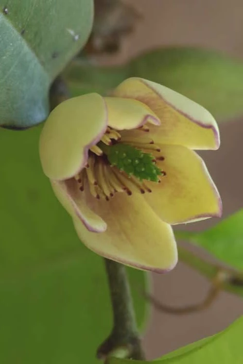 Everblooming Banana Shrub - Michelia Figo 'Hagiwara' - 1 Gallon Pot 1 Everblooming Banana Shrub - Michelia Figo 'Hagiwara' - 1 Gallon Pot