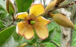 Banana Shrub - 6 Pack Of 1 Gallon Pots -Wilson Bros Gardens Shop Banana Shrub Flower Closeup