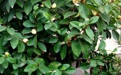 Banana Shrub - 6 Pack Of 1 Gallon Pots -Wilson Bros Gardens Shop Banana Shrub Foliage