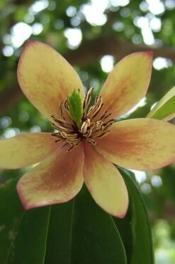 Banana Shrub - 3 Gallon Pot