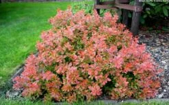 Admiration Barberry - 1 Gallon Pot 11 Admiration Barberry - 1 Gallon Pot -Wilson Bros Gardens Shop Barberry Admiration 10 1
