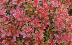 Admiration Barberry - 2 Gallon Pot 13 Admiration Barberry - 2 Gallon Pot -Wilson Bros Gardens Shop Barberry Admiration 11