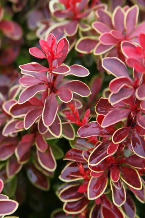 Admiration Barberry - 2 Gallon Pot 6 Admiration Barberry - 2 Gallon Pot - Image 6