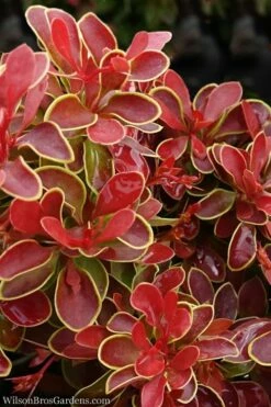 Admiration Barberry - 2 Gallon Pot