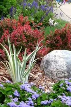 Admiration Barberry - 1 Gallon Pot 10 Admiration Barberry - 1 Gallon Pot -Wilson Bros Gardens Shop Barberry Admiration 7 1