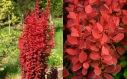 Orange Rocket Barberry - 1 Gallon Pot -Wilson Bros Gardens Shop Barberry Orange Rocket 2