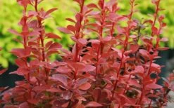 Orange Rocket Barberry - 2 Gallon Pot -Wilson Bros Gardens Shop Barberry Orange Rocket 3