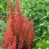 Orange Rocket Barberry - 1 Gallon Pot