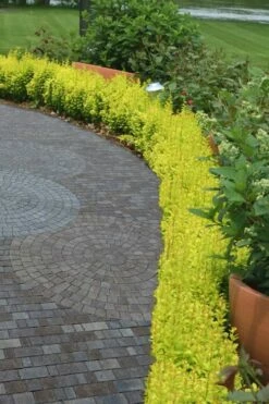 Sunjoy Gold Pillar Barberry - 1 Gallon Pot -Wilson Bros Gardens Shop Barberry Sunjoy Gold Pillar 2