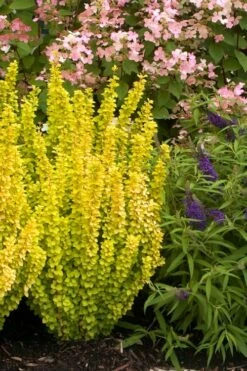 Sunjoy Gold Pillar Barberry - 1 Gallon Pot -Wilson Bros Gardens Shop Barberry Sunjoy Gold Pillar 6