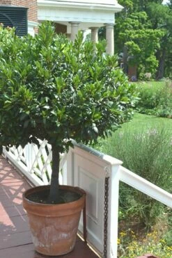 Bay Laurel (Sweet Bay) - Laurus Nobilis - 3 Gallon Pot -Wilson Bros Gardens Shop Bay Laurel 10 1