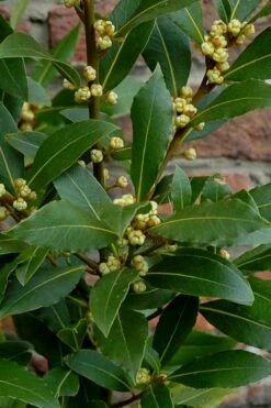 Bay Laurel (Sweet Bay) - Laurus Nobilis - 1 Gallon Pot -Wilson Bros Gardens Shop Bay Laurel 2 3
