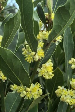 Bay Laurel (Sweet Bay) - Laurus Nobilis - 3 Gallon Pot -Wilson Bros Gardens Shop Bay Laurel 3 1