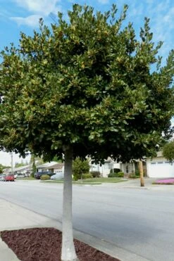 Bay Laurel (Sweet Bay) - Laurus Nobilis - 3 Gallon Pot -Wilson Bros Gardens Shop Bay Laurel 5 1