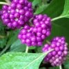 American Beautyberry - 1 Gallon Pot