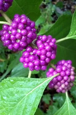 American Beautyberry Bush - 2.5 Gallon Pot