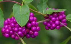 American Beautyberry - 3 Gallon Pot -Wilson Bros Gardens Shop Beautyberry American Berries Closeup 1