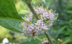 American Beautyberry - 3 Gallon Pot -Wilson Bros Gardens Shop Beautyberry American Flowers 1