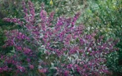 Pearl Glam Beautyberry - Callicarpa - 3 Gallon Pot -Wilson Bros Gardens Shop Beautyberry Pearl Glam 2 1