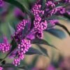 Pearl Glam Beautyberry - Callicarpa - 2 Gallon Pot