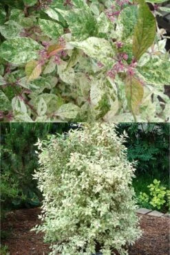 Wine Spritzer Variegated Beautyberry - Callicarpa Dichotoma 'Shiji Murasaki' - 3 Gallon Pot -Wilson Bros Gardens Shop Beautyberry Wine Spritzer 2 500x750 1