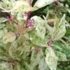 Wine Spritzer Variegated Beautyberry - Callicarpa Dichotoma 'Shiji Murasaki' - 3 Gallon Pot