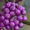Purple Pearls Beautyberry - Callicarpa - 3 Gallon Pot