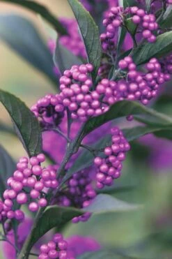 Purple Pearls Beautyberry - Callicarpa - 3 Gallon Pot -Wilson Bros Gardens Shop Beautyverry Callicarpa Purple Pearls Berries Closeup 5 x750