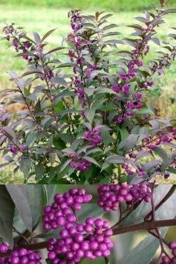Purple Pearls Beautyberry - Callicarpa - 3 Gallon Pot -Wilson Bros Gardens Shop Beautyverry Callicarpa Purple Pearls Shrub 5 x750