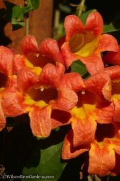 Tangerine Beauty Crossvine Bignonia - 5 Gallon Pot -Wilson Bros Gardens Shop Bignonia Tangerine Beauty 20 2