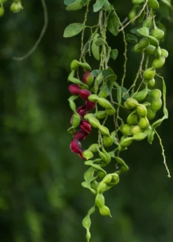 Black Bead (Pithecellobium Keyense) -Wilson Bros Gardens Shop BlackBeadPithecellobiumkeyenseNativeFruitTreesforSale SowExotic.com 2