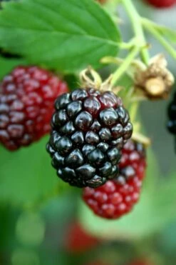 Arapaho Thornless Blackberry - 1 Gallon Pot