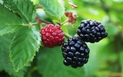 Arapaho Thornless Blackberry - 6 Pack Of 1 Gallon Pots -Wilson Bros Gardens Shop Blackberry Arapaho Thornless 1