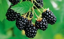 Navaho Thornless Blackberry - 1 Gallon Pot -Wilson Bros Gardens Shop Blackberry Navaho 2