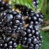Navaho Thornless Blackberry - 1 Gallon Pot