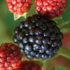Osage Thornless Blackberry - 1 Gallon Pot