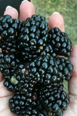 Prime Ark Freedom Blackberry Plant - 2 Gallon Pot