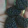 Prime Ark Traveler Blackberry Plant - 1 Gallon Pot
