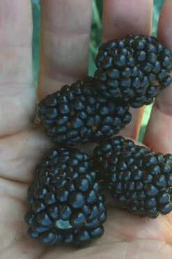 Prime Ark Traveler Blackberry Plant - 1 Gallon Pot