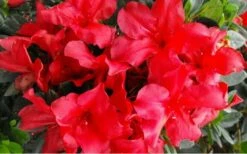 Fireside Red Bloom 'N Again Azalea - 2 Gallon Pot 8 Fireside Red Bloom 'N Again Azalea - 2 Gallon Pot -Wilson Bros Gardens Shop Bloom N Again Azalea Fireside Red