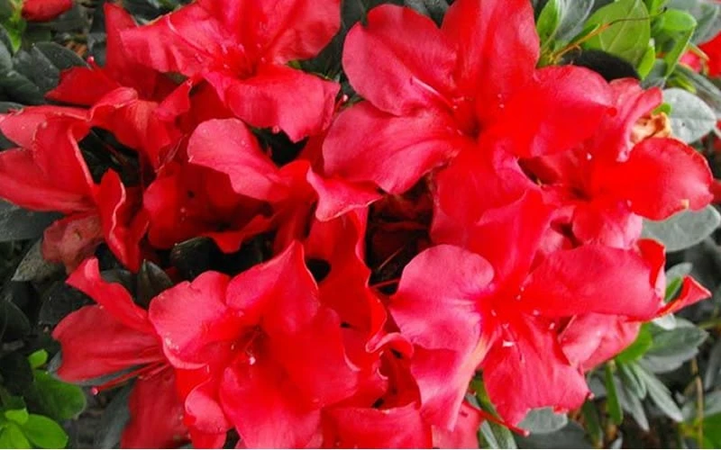 Fireside Red Bloom 'N Again Azalea - 2 Gallon Pot 4 Fireside Red Bloom 'N Again Azalea - 2 Gallon Pot - Image 4