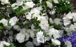 Snowball Bloom 'N Again Azalea - 6 Pack Of 1 Gallon Pots 7 Snowball Bloom 'N Again Azalea - 6 Pack Of 1 Gallon Pots -Wilson Bros Gardens Shop Bloom N Again Azalea Snowball 2