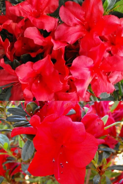 Fireside Red Bloom 'N Again Azalea - 2 Gallon Pot 5 Fireside Red Bloom 'N Again Azalea - 2 Gallon Pot - Image 5