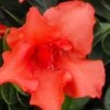 Orange Frost Bloom 'N Again Azalea - 1 Gallon Pot