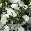 Snowball Bloom 'N Again Azalea - 1 Gallon Pot