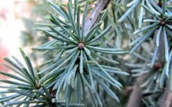 Horstmann Dwarf Blue Atlas Cedar - 3 Gallon Pot -Wilson Bros Gardens Shop Blue Atlas Cedar Needles Foliage leaves 1