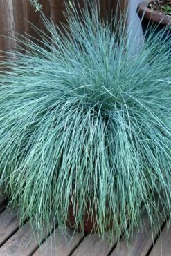 Beyond Blue Festuca (Fescue) - 6 Pack Of 1 Gallon Pots