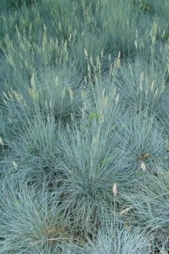 Beyond Blue Festuca (Fescue) - 3 Pack Of Quart Pots -Wilson Bros Gardens Shop Blue Fescue Beyond Blue 22