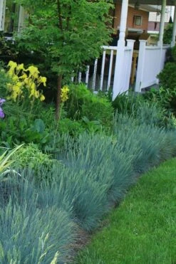Beyond Blue Festuca (Fescue) - 6 Pack Of 1 Gallon Pots -Wilson Bros Gardens Shop Blue Fescue Beyond Blue 23 2