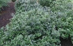 Blue Mist Fothergilla - 3 Gallon Pot -Wilson Bros Gardens Shop Blue Mist Dwarf Fothergilla 1